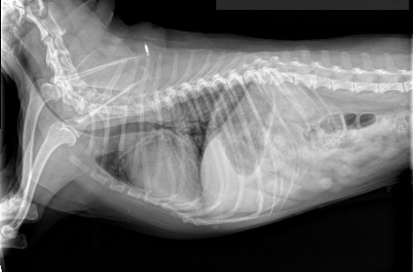 Dog tracheal outlet collapse medication